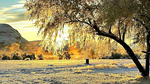 A serene winter landscape bathed in the soft, warm light of sunrise, showcasing a frosty tree and peaceful surroundings.
