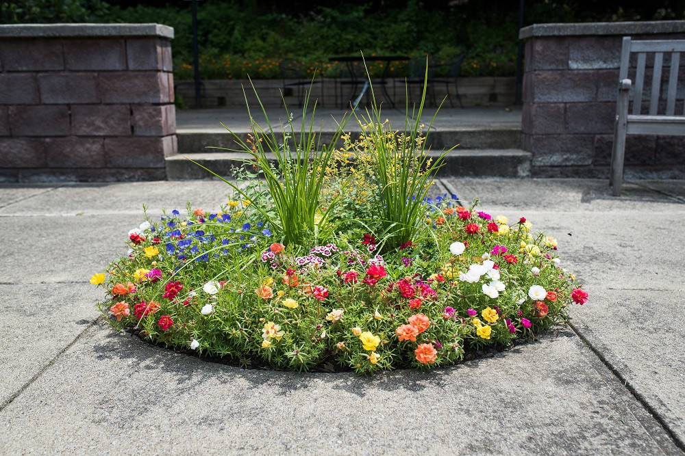 A circular flower bed with a variety of colorful blooms and green plants in an outdoor setting.
