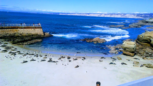 A serene view of a sandy beach with seals lounging on the rocks, framed by beautiful blue waters and a clear sky.