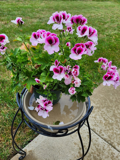 A vibrant pot of pink and purple flowers, adding beauty to the garden.