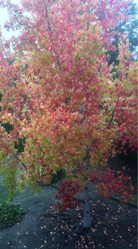 A tree showcasing vibrant autumn leaves in shades of red, orange, and yellow.