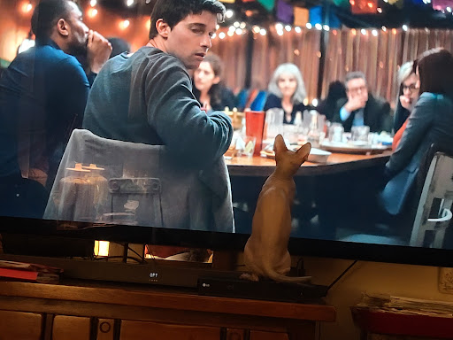 A curious cat watching a scene from a dinner gathering on TV.