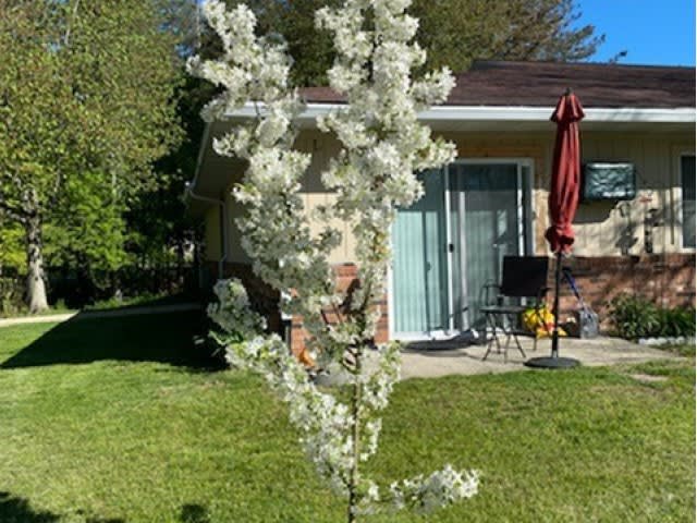A blossoming tree in a garden, showcasing white flowers under bright sunlight.