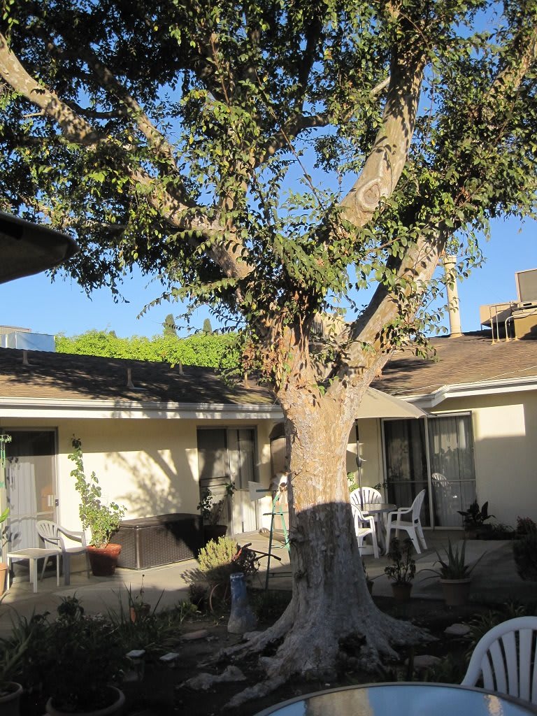 A courtyard with a large tree and chairs under bright sunlight.