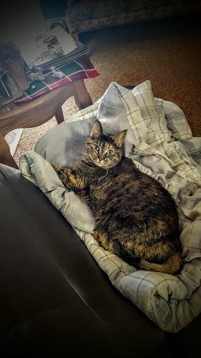 A cozy cat lounging comfortably on a blanket.