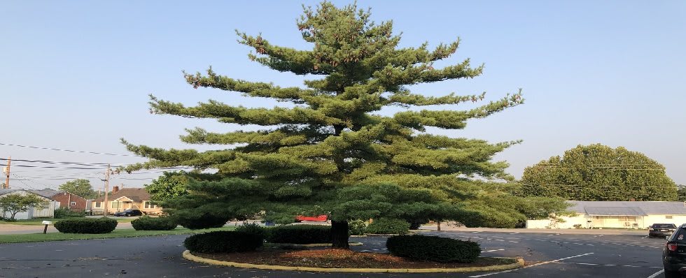 A large pine tree with distinct horizontal layers of branches.