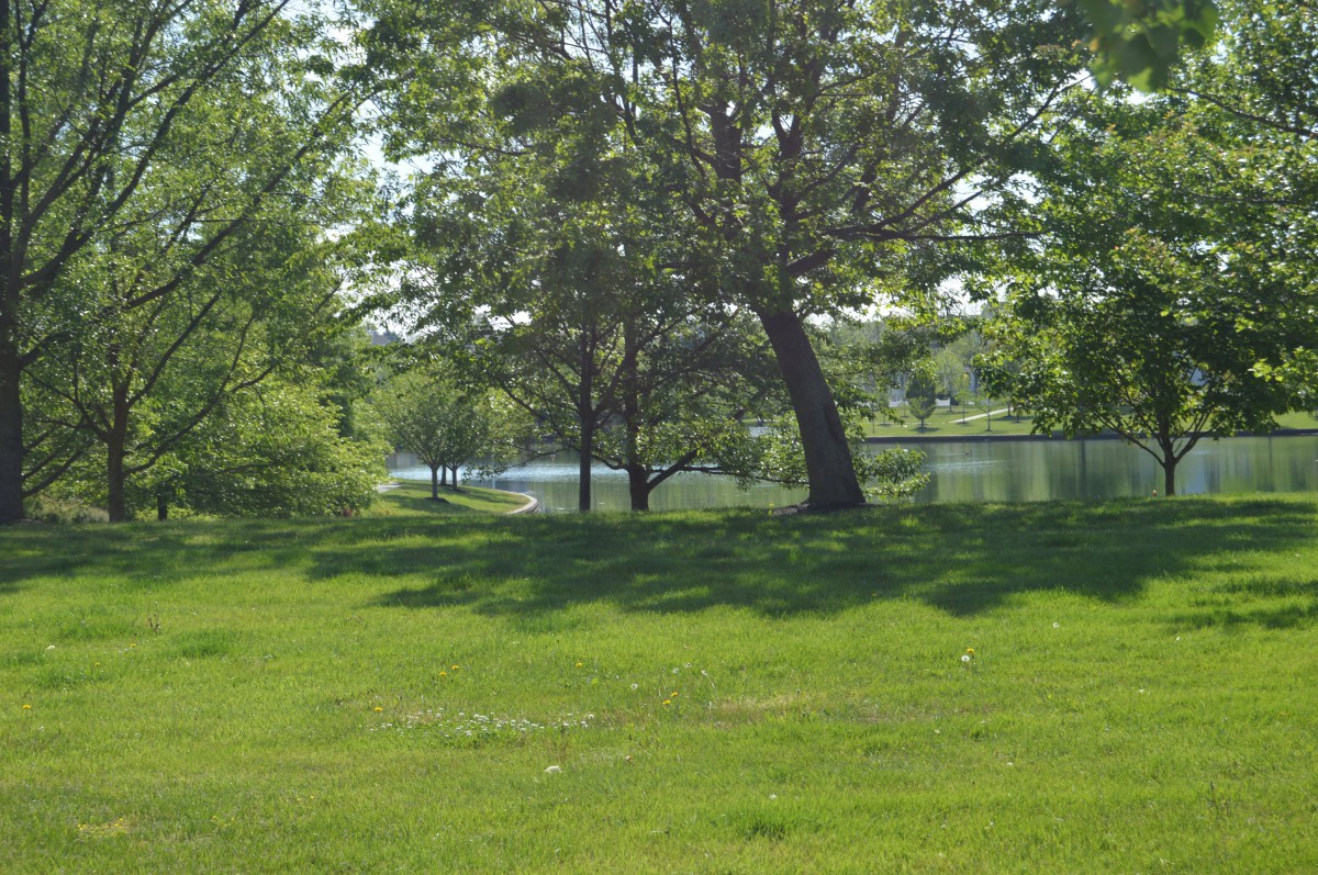A serene view of a park with lush green grass, tall trees, and a calm lake in the background.