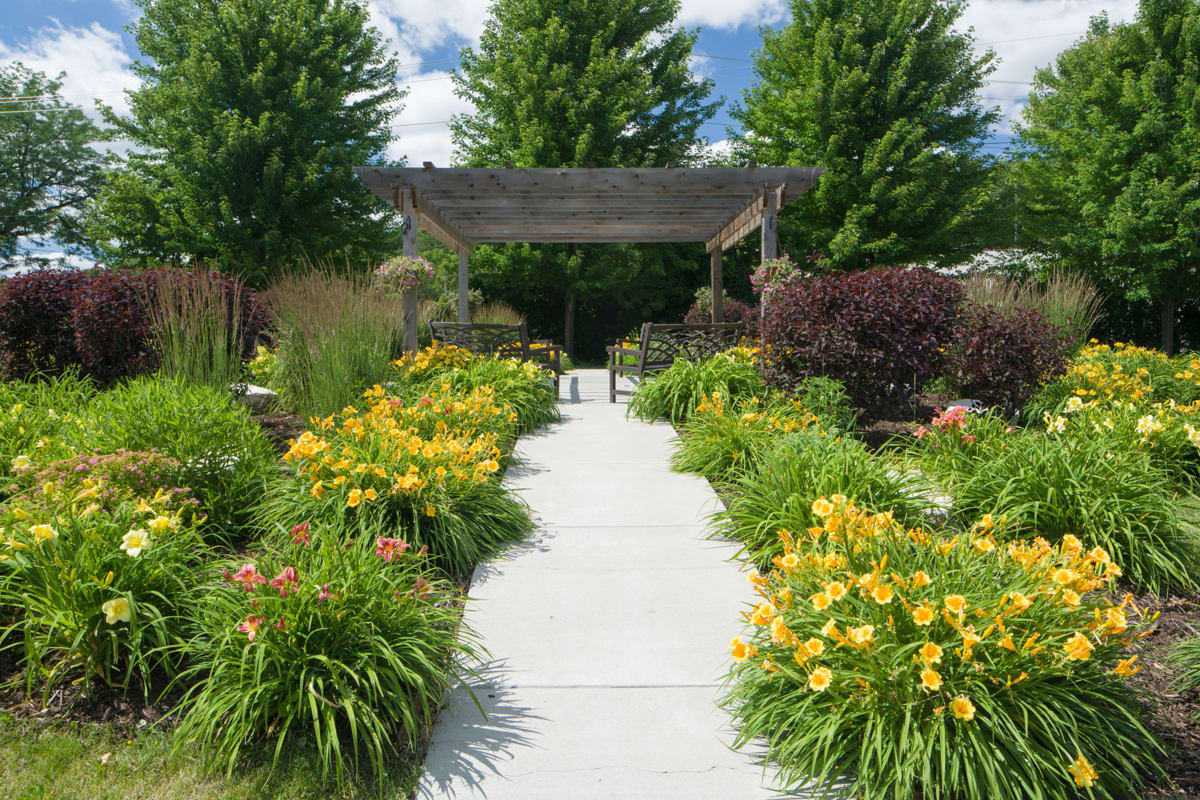 A beautiful garden pathway lined with vibrant yellow flowers leading to a pergola.