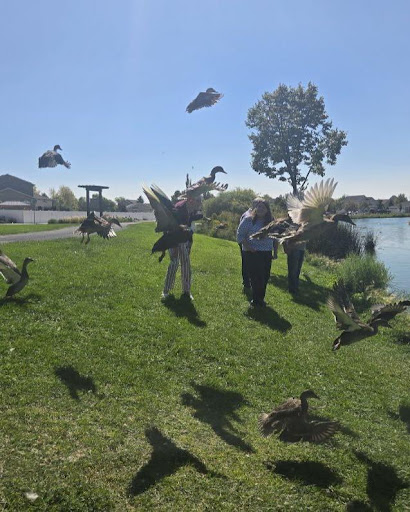 People feeding ducks at a sunny park by the lake.