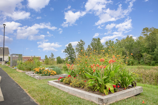 A vibrant garden in full bloom under a bright blue sky.