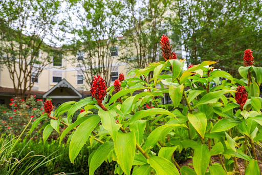 A lush plant with vibrant red flowers amidst greenery, set against a backdrop of buildings.