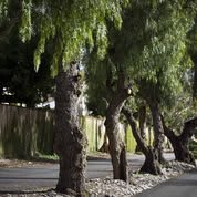 Westminster Gardens,  a CCRC