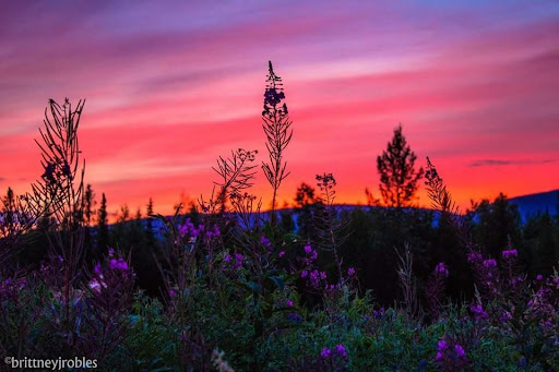 A breathtaking sunset casts vibrant colors over a field of blooming flowers, creating a serene landscape.