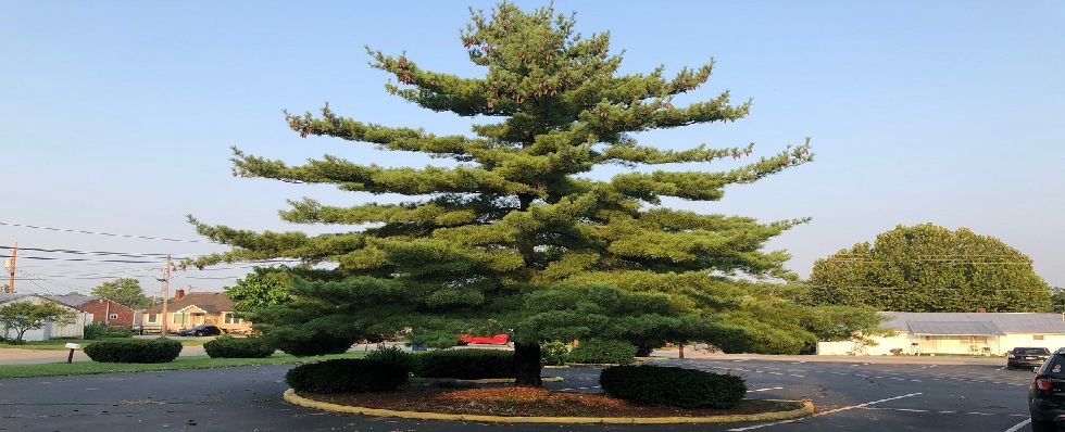 A large pine tree with layered branches in an outdoor setting.