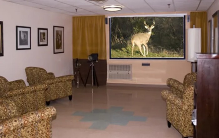 A cozy living room with patterned armchairs and a large window showcasing a deer outside.