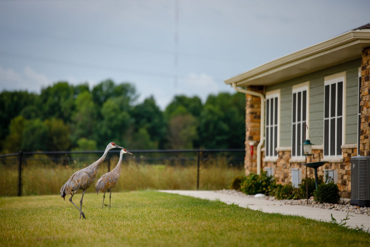 Two birds standing in a grassy yard near a house.