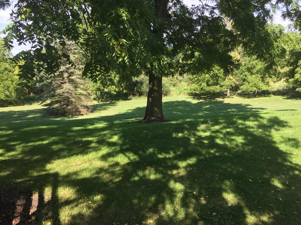 A lush green landscape with trees casting shadows on the grass.