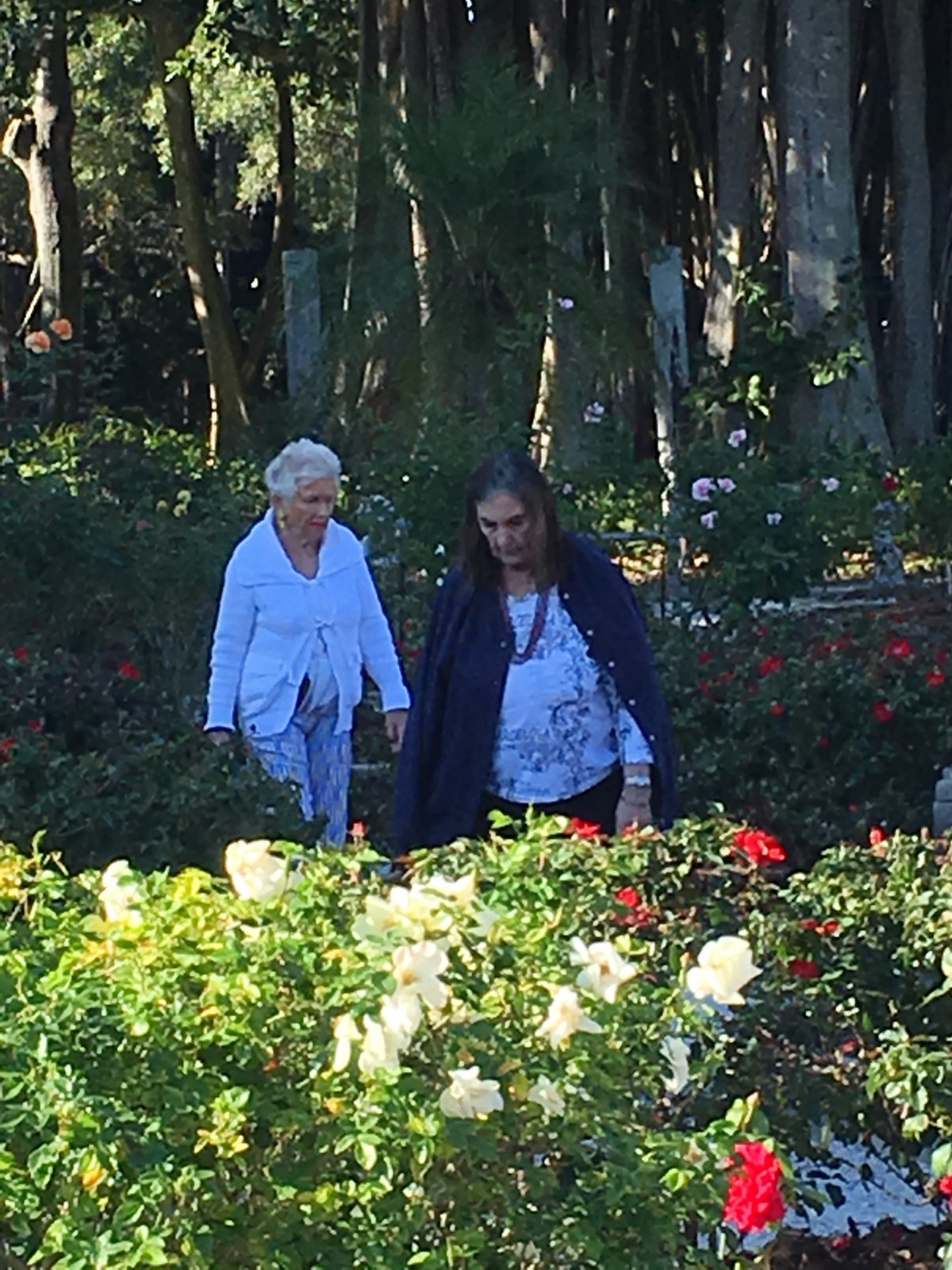 Two people walking through a lush garden filled with flowers and trees.