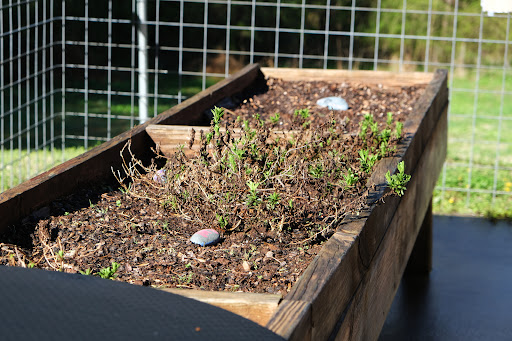 A raised garden bed with herbs growing in soil, nestled in natural sunlight.