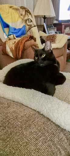 A relaxed black cat lounging on a cozy bed.