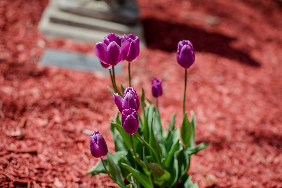 A cluster of vibrant purple tulips blooming in a garden with red mulch.