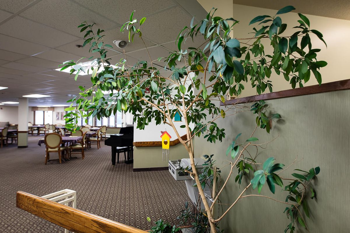 An indoor tree stands in a library setting, with a piano and seating area in the background.