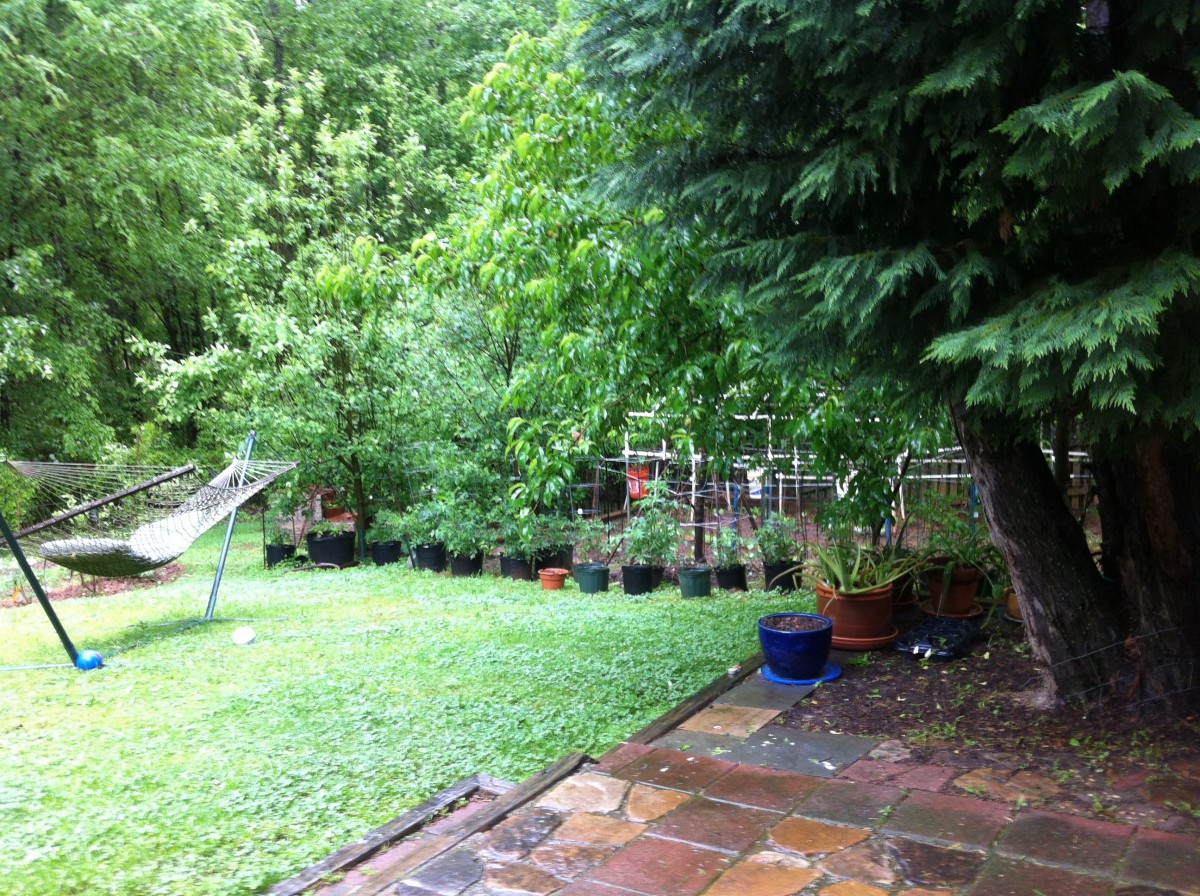 A lush garden with a variety of trees and plants, bordered by a fence.