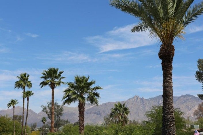 A scenic view of palm trees with mountains in the background under a clear blue sky.