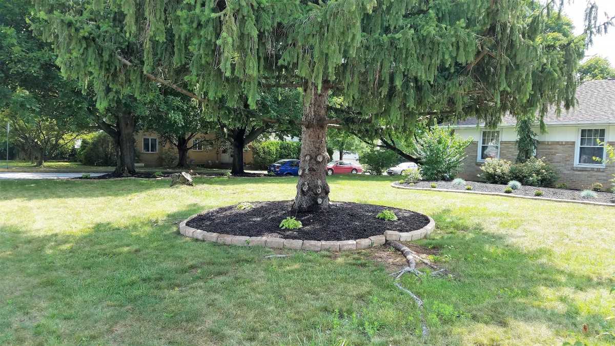 A landscaped area with a tree surrounded by mulch in a yard.