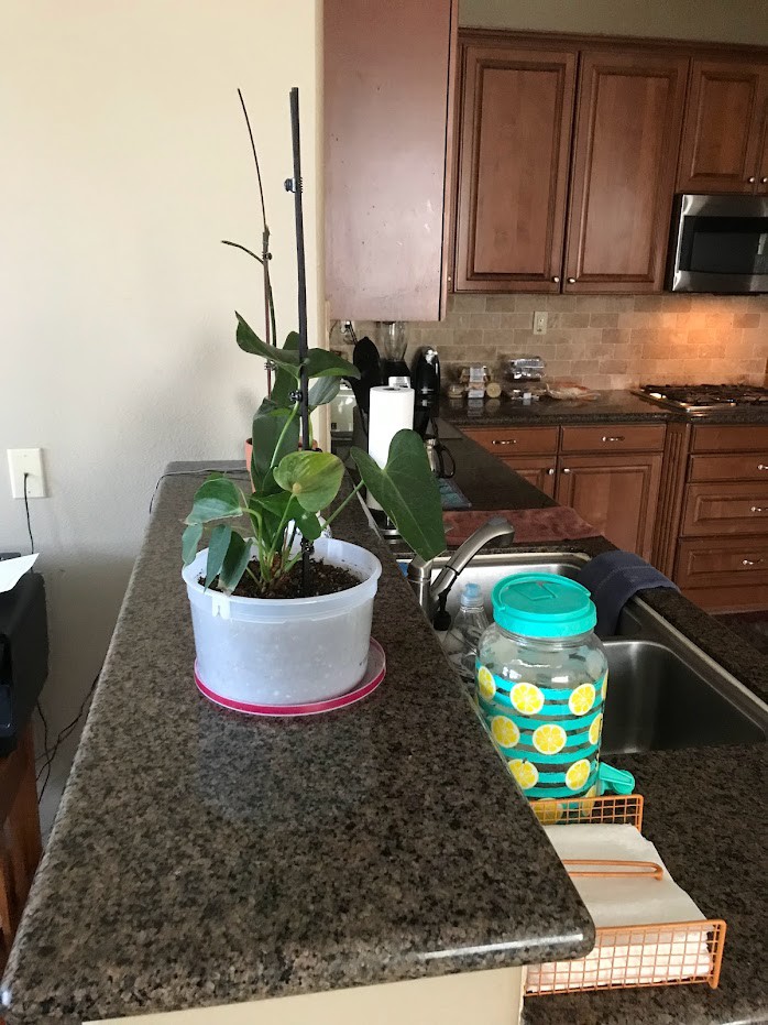 A kitchen countertop with a potted plant and a colorful jar.