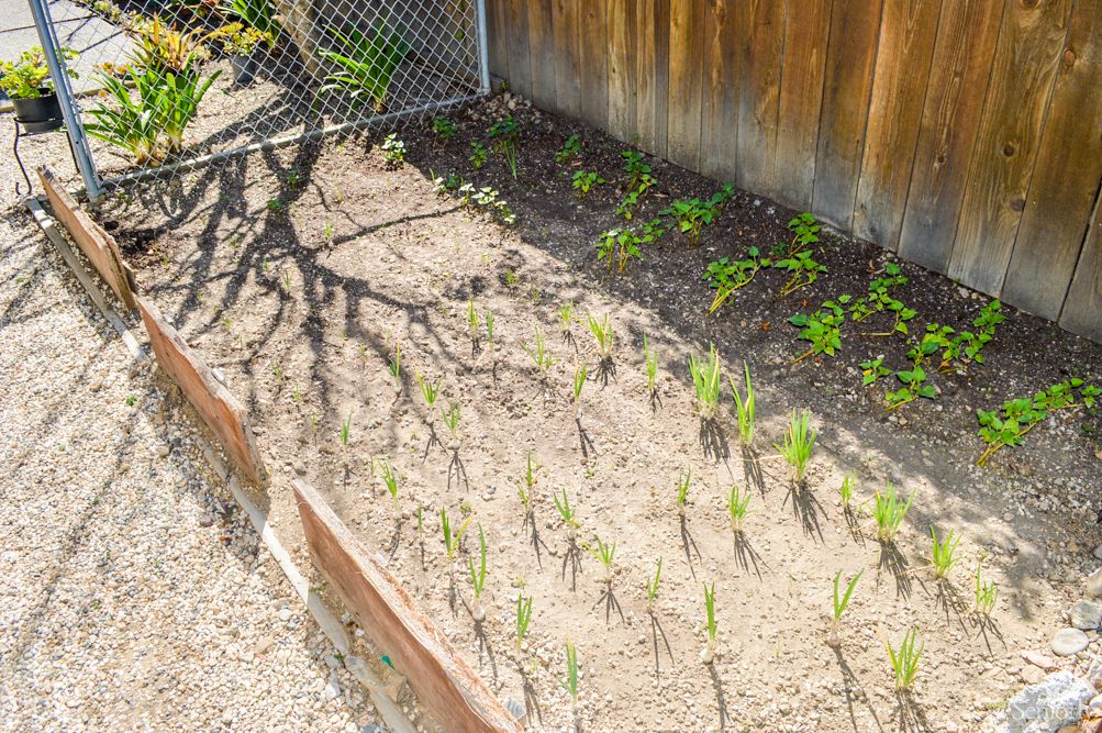 A garden with young seedlings planted in rows, bordered by a wooden fence and chain-link fencing under bright sunlight.