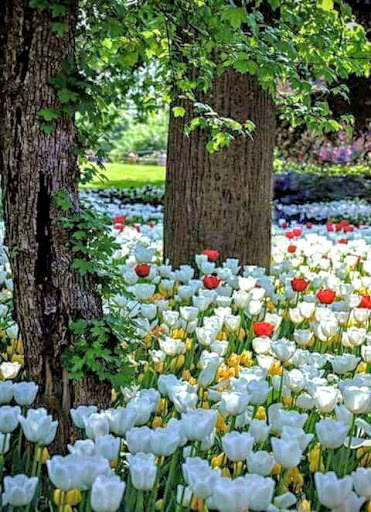 A vibrant display of tulips blooming in a lush garden surrounded by trees.