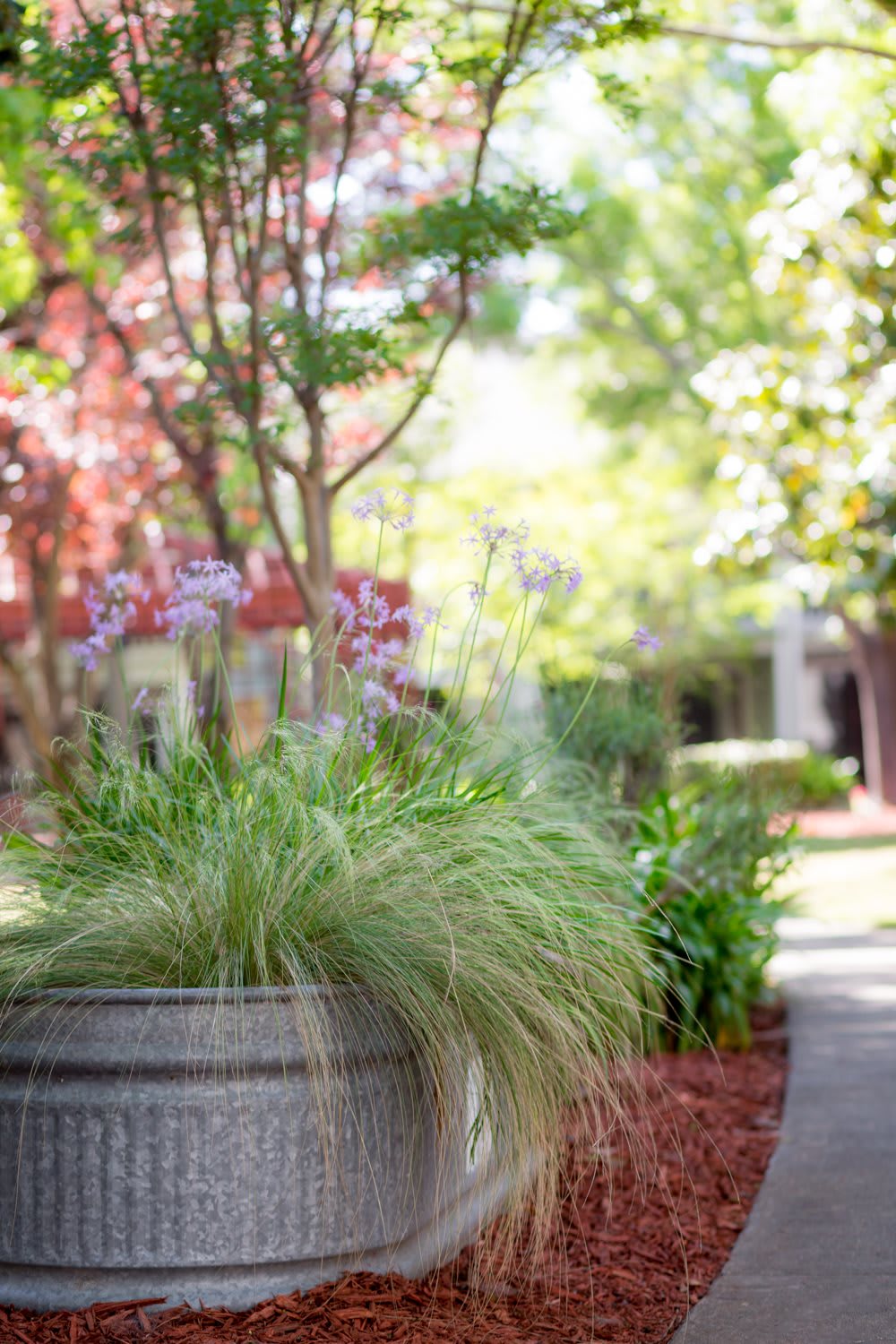 A serene outdoor garden scene with potted plants and lush greenery basking in sunlight.