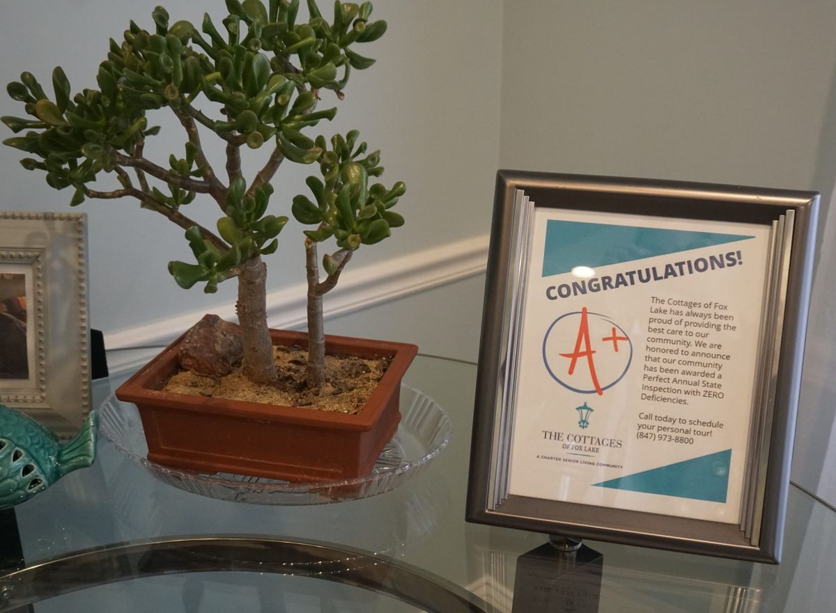 A bonsai tree displayed next to an A+ achievement certificate on a glass table.
