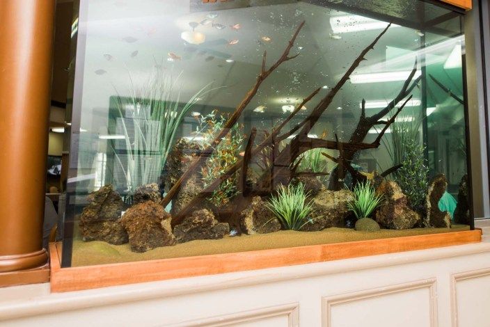 A beautifully arranged aquarium with driftwood and water plants.