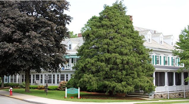 A lush green tree stands in front of a residential building.