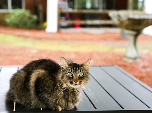 A curious cat sitting on a table, enjoying the outdoors.