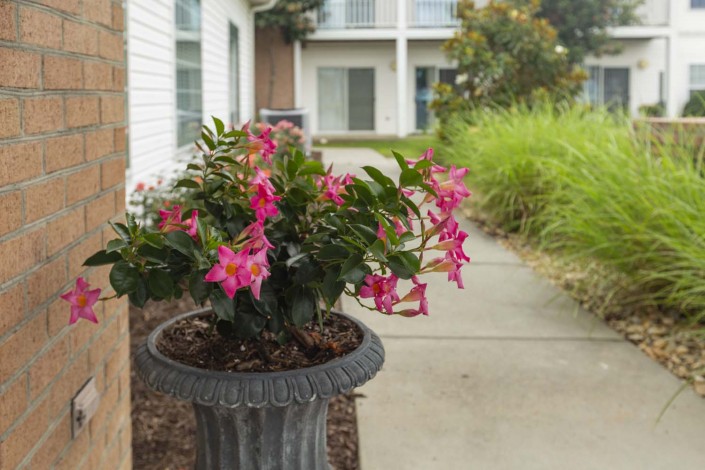 A potted plant with vibrant pink flowers placed outside a building, beside a pathway.