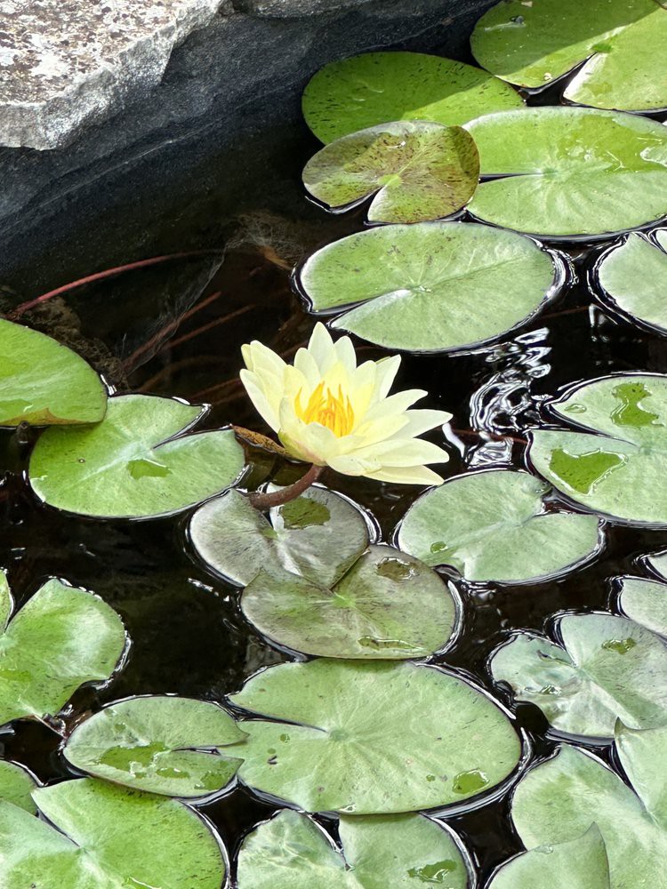 A serene pond with a blooming yellow water lily surrounded by green lilypads.