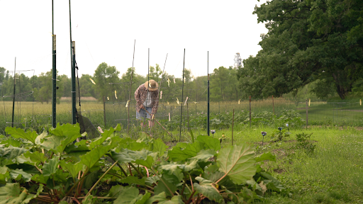 A person tending to a vegetable garden on a cloudy day.
