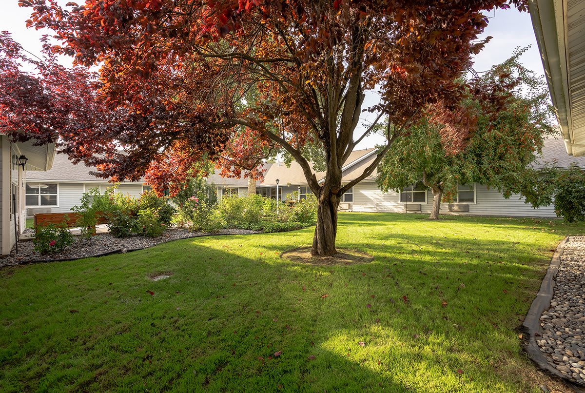 A sunlit yard with a large tree casting shadows on the grass.