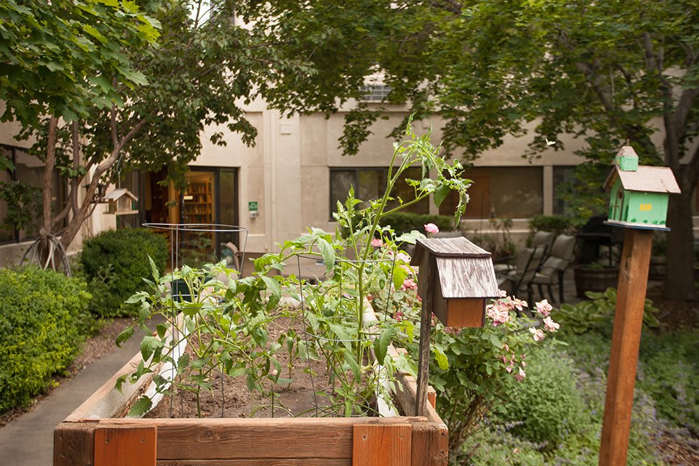 A lush vegetable garden with a raised bed in a backyard setting.