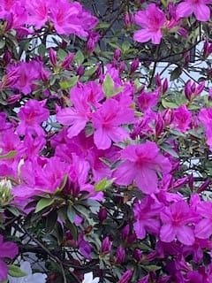 A cluster of vibrant purple azalea flowers in full bloom.