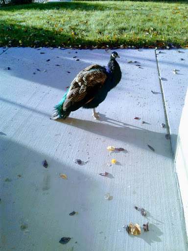 A peacock strutting on a sunny pavement.