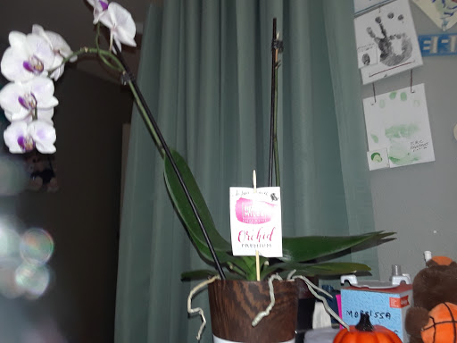 A beautiful orchid plant in a decorative pot, adding a touch of elegance to the room.