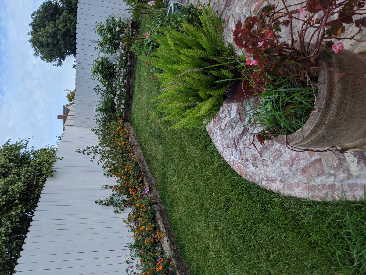 A lush garden with various plants and flowers, bordered by a white fence.