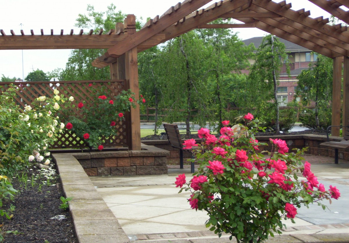 A beautifully landscaped garden with a wooden pergola and vibrant roses.