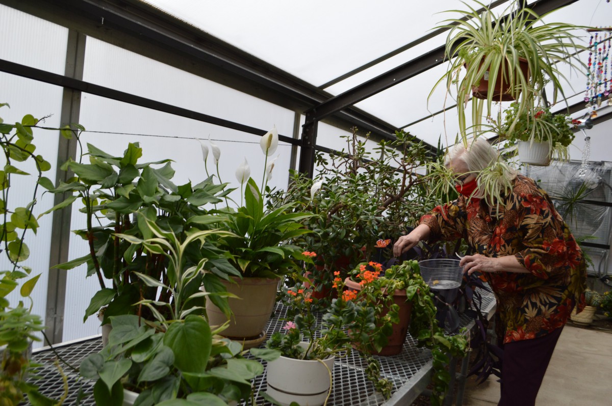 A person tending to various plants inside a greenhouse.