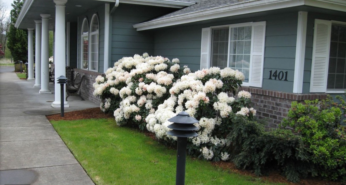 A well-maintained garden with blooming white flowers in front of a house.