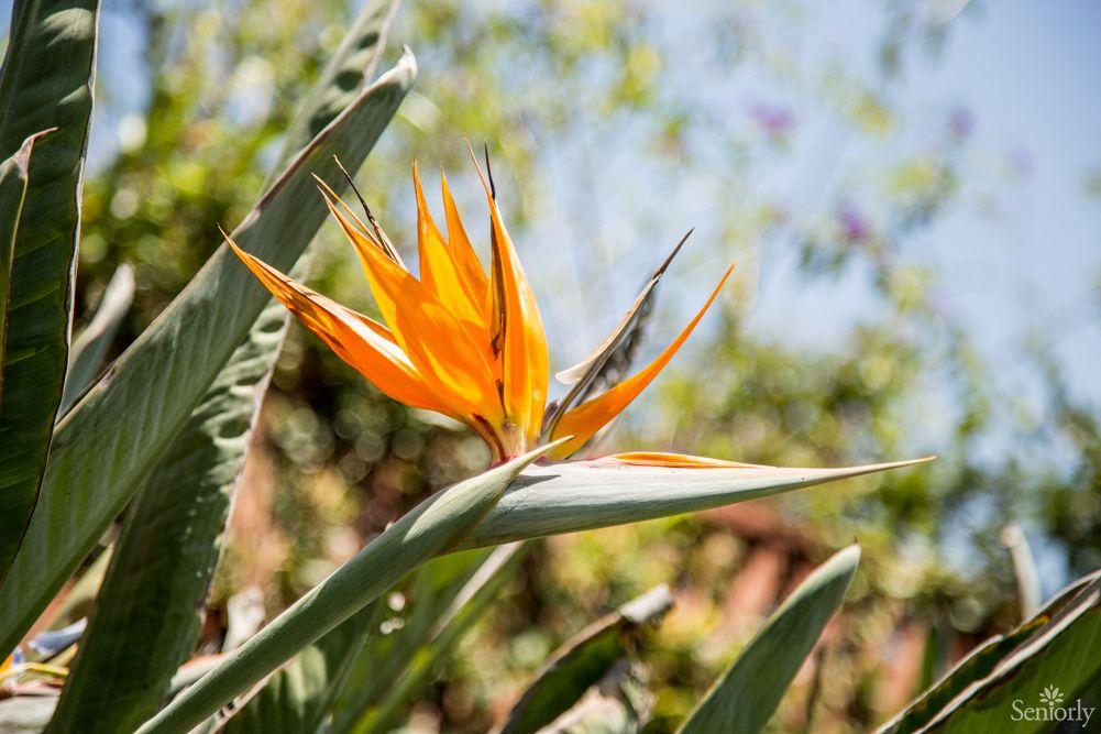 Sherman Oaks Gardens II